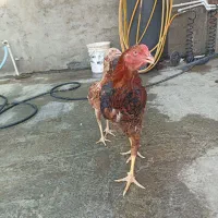 فروش یا معاوضه جفت لاری