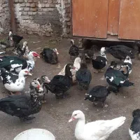 اردک اسرائیلی