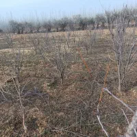 هرس درختان|خدمات باغبانی و درختکاری|چهاربرج, |دیوار