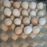 فروشی تخم مرغ