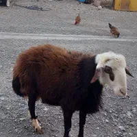 گوسفند|حیوانات مزرعه|سیلاخور, |دیوار