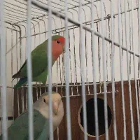 کوتوله برزیلی