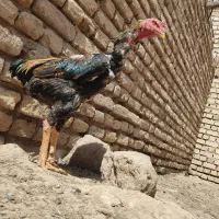 مرغ و خروس لاری