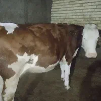 گاو سمینتال اول شکم