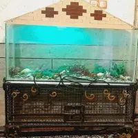 اکواریوم|ماهی|خرمشهر, |دیوار