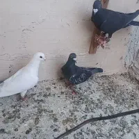 کبوتر پرشی کاش