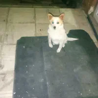 ازنژاادخاص