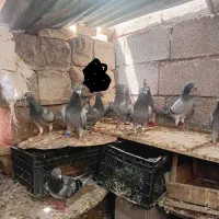 کبوتر پلاکی درج یک همه از نصل نشستن