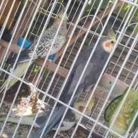 عروس هلندی دستی وتعدادی کبوتر|پرنده|قدس, شهرقدس|دیوار