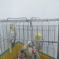 عروس هلندی|پرنده|دره شهر, |دیوار