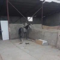 اسب کرد نریون