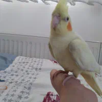 عروس هلندی معاوضه با کتوله برزیلی|پرنده|اراک, |دیوار