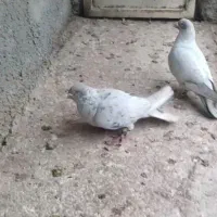 نقره ای|پرنده|اسفراین, |دیوار