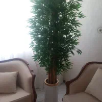 درخچه وارداتی بامبو تنه چوب بزرگ باگلدان|گل مصنوعی|سنندج, |دیوار