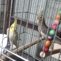عروس هلندی ماده آماده جفتگیری