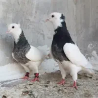 طوقی جفت