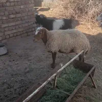 میش چاق