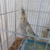 جوجه عروس هلندی تاج کینگ مناسب دستی کردن باکیفیت