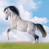 پانسیون اسب