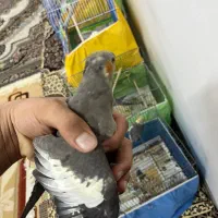 عروس هلندی|پرنده|قم, یزدان‌شهر|دیوار