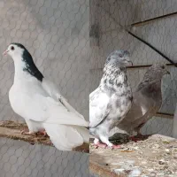 یه جفت تهرونی و یه ماده گلپنبه