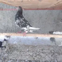 سرور نردورگ مست معاوضه با جفت دم سفید|پرنده|اصفهان, شهرک زاینده رود|دیوار