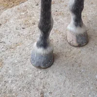 نعلبندی|اسب و تجهیزات اسب‌سواری|اصفهان, رزمندگان|دیوار