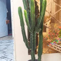 کاکتوس افوربیای سالم و شیک