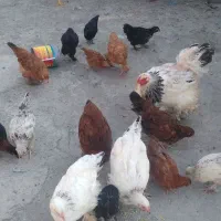 مرغ خروس و جوجه توضیحات خونده شود|حیوانات مزرعه|گرگان, |دیوار