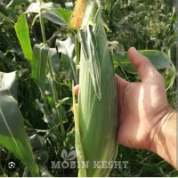 فروش عمده بلال تناژ بالا