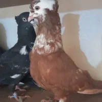 کبوتررنگی دمسفید