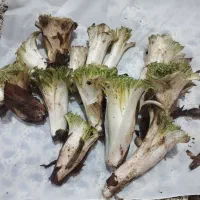 کنگر تازه امروز