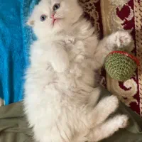 واگذاری گربه اسکاتیش بریتیش خاص