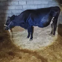 گاو خشک