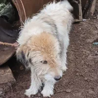 1عدد سگ پشم آلود به فروش میرسد.|سگ|رحیمآباد, |دیوار