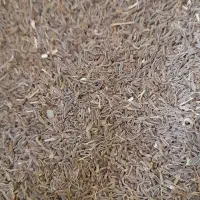 پیاز زیره سیاه ودانه زیره سیاه
