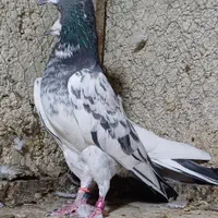 کبوتر پرشی زرد هما کفتر سرور|پرنده|تهران, خاوران|دیوار