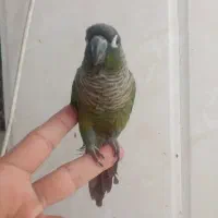 گرینچینگ نر دستی باقفس|پرنده|نیشابور, هفده شهریور|دیوار