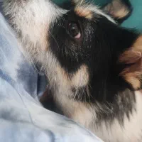 سگ اپارتمانی|سگ|ارومیه, |دیوار