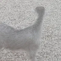 کهره ماده چاق چاق و تپل|حیوانات مزرعه|بندر کنگان, |دیوار