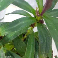 موسی درگهواره|گل و گیاه طبیعی|بروجرد, |دیوار