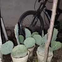 گیاه کاکتوس
