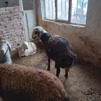 بره قوچ،|حیوانات مزرعه|نیشابور, بنیاد شهید|دیوار