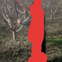 هرس انواع درخت باقیمت مناسب