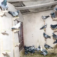 کبوتر پلاکی|پرنده|مشهد, تربیت (صدف)|دیوار