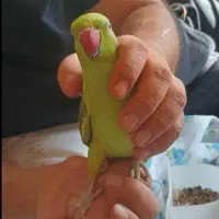 طوطی ملنگو|پرنده|کرمانشاه, |دیوار