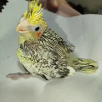 مخصوص دستی کردن و اموزش