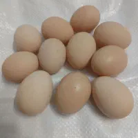 تخم نطفه دار آمروک