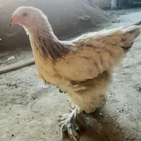 مرغ نژاد اصیل براهما بلو لایت ۶ ماه و نیم|حیوانات مزرعه|بانه, |دیوار