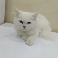 گربه پرشین سفید